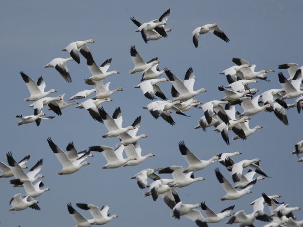 Photo (9): Ross's Goose