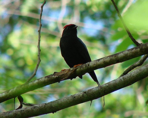 Photo (1): Lance-tailed Manakin