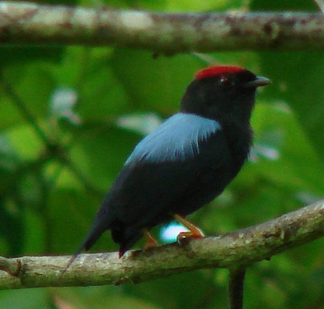 Photo (3): Lance-tailed Manakin