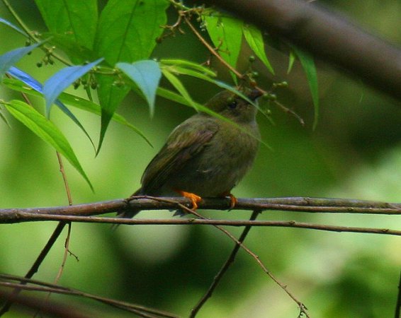 Photo (8): Lance-tailed Manakin