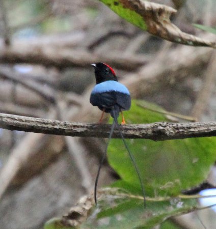 Photo (2): Long-tailed Manakin