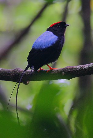 Photo (1): Long-tailed Manakin