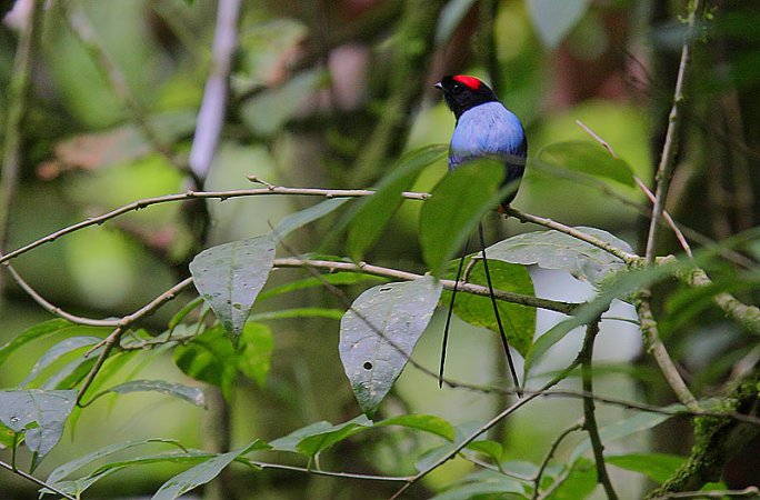 Photo (3): Long-tailed Manakin