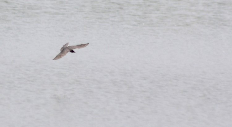 Photo (8): Black Tern