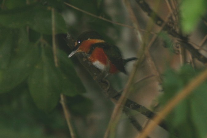 Photo (8): American Pygmy Kingfisher