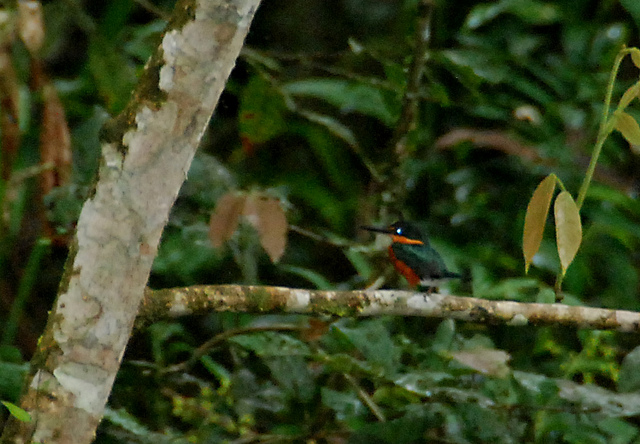 Photo (10): American Pygmy Kingfisher