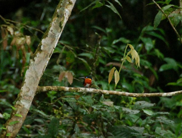 Photo (11): American Pygmy Kingfisher