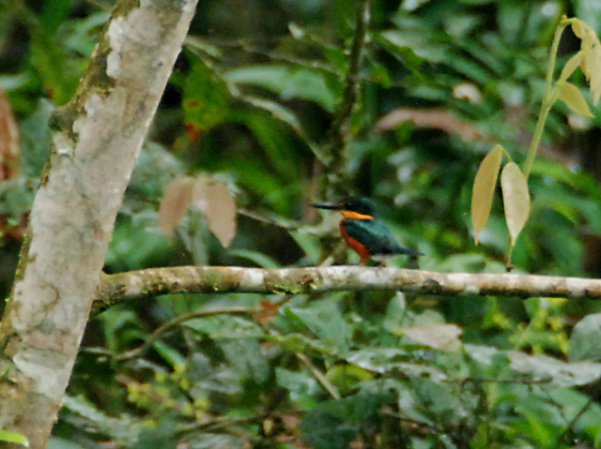 Photo (14): American Pygmy Kingfisher