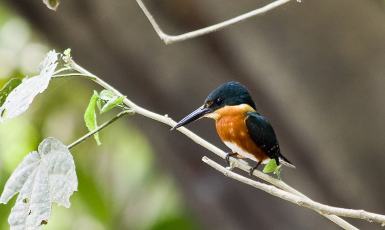 Photo (3): American Pygmy Kingfisher