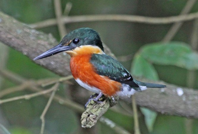 Photo (1): American Pygmy Kingfisher