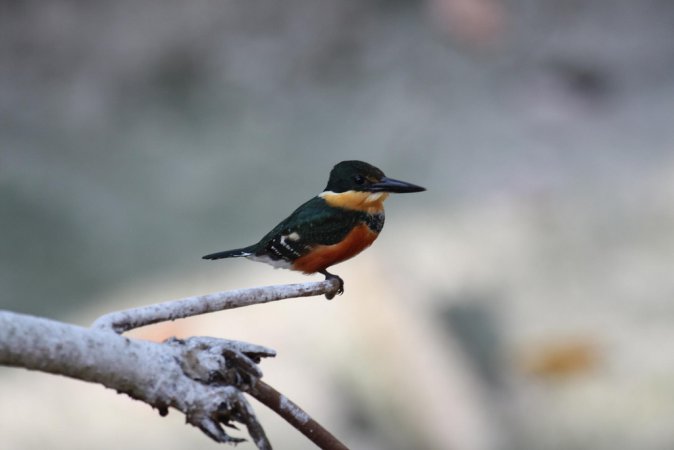 Photo (4): American Pygmy Kingfisher