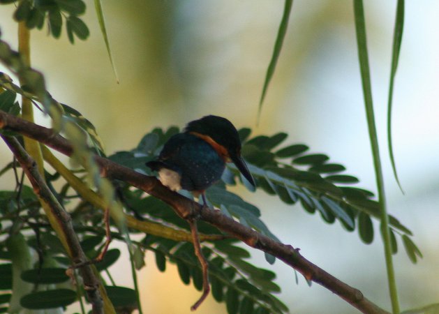 Photo (12): American Pygmy Kingfisher
