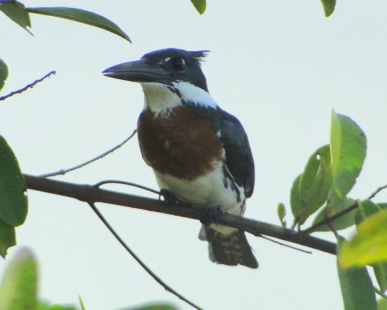 Photo (8): Amazon Kingfisher