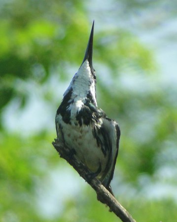 Photo (6): Amazon Kingfisher