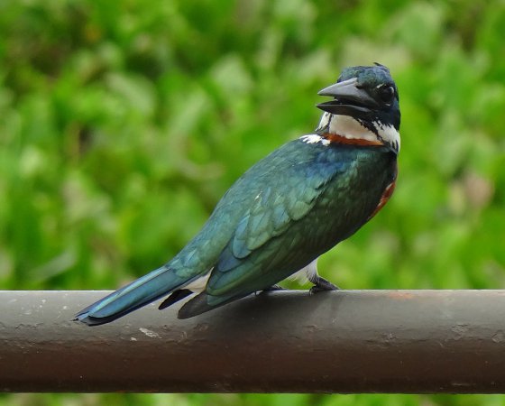 Photo (16): Amazon Kingfisher