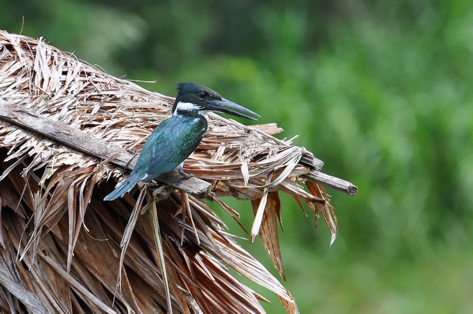 Photo (13): Amazon Kingfisher