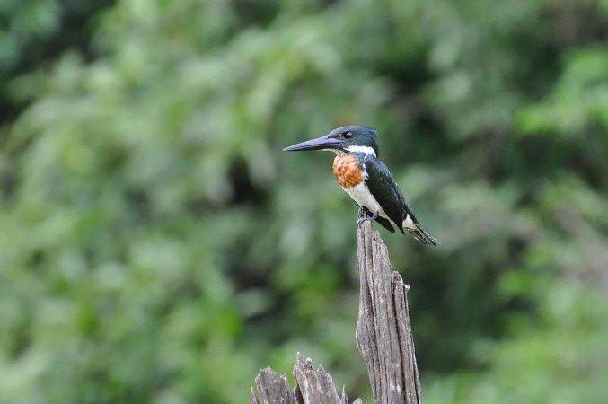 Photo (1): Amazon Kingfisher