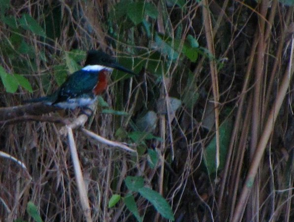 Photo (17): Amazon Kingfisher