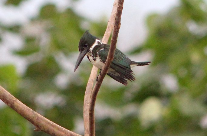 Photo (2): Amazon Kingfisher