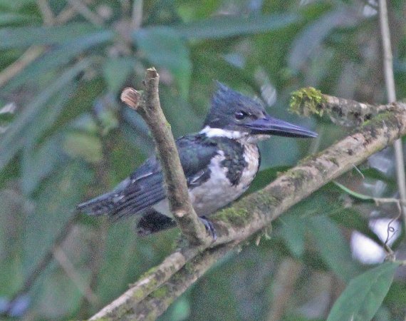 Photo (18): Amazon Kingfisher
