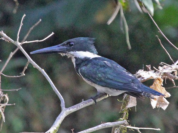 Photo (22): Amazon Kingfisher
