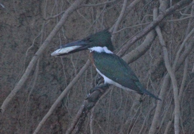 Photo (20): Amazon Kingfisher