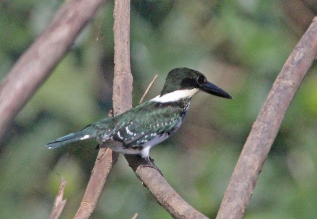 Photo (19): Amazon Kingfisher