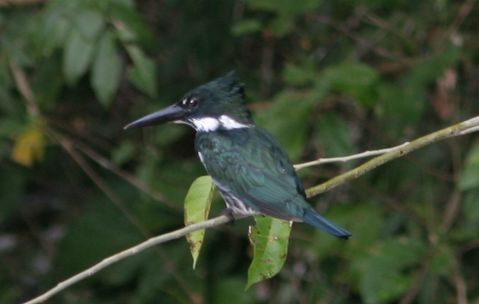 Photo (21): Amazon Kingfisher