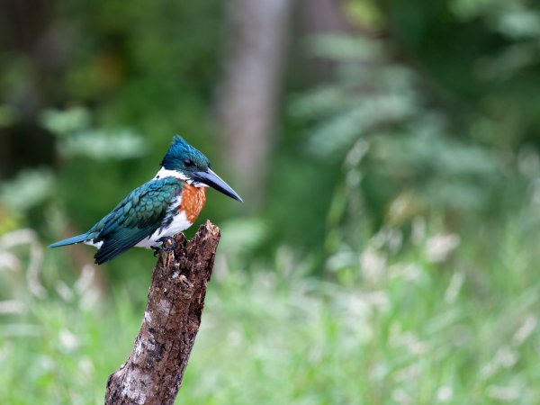Photo (7): Amazon Kingfisher