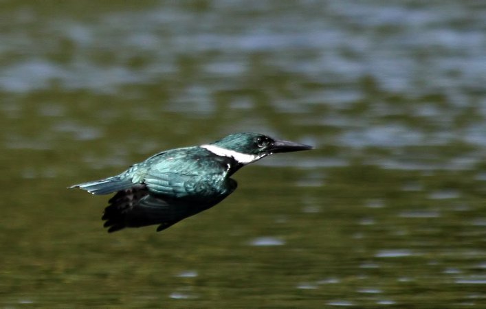 Photo (11): Amazon Kingfisher