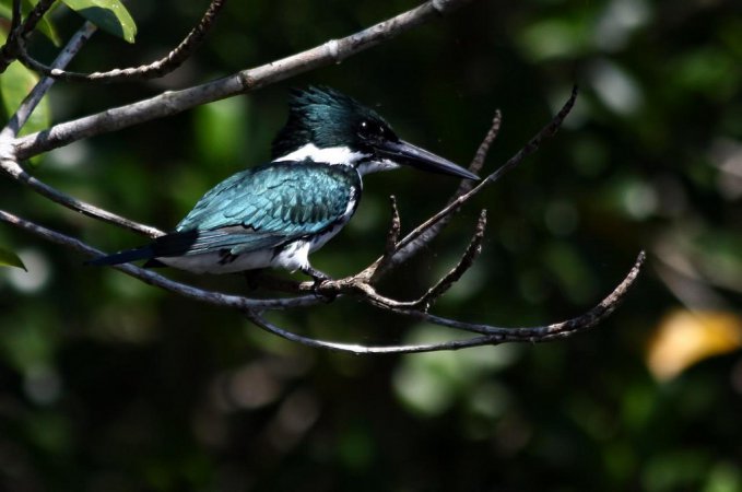 Photo (14): Amazon Kingfisher