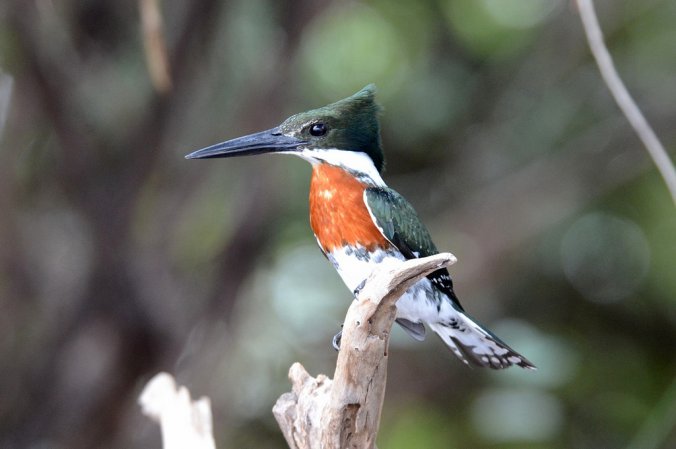Photo (3): Amazon Kingfisher