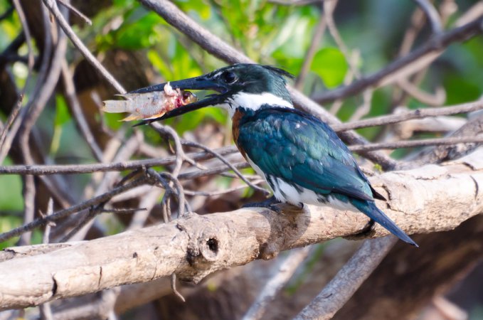 Photo (5): Amazon Kingfisher