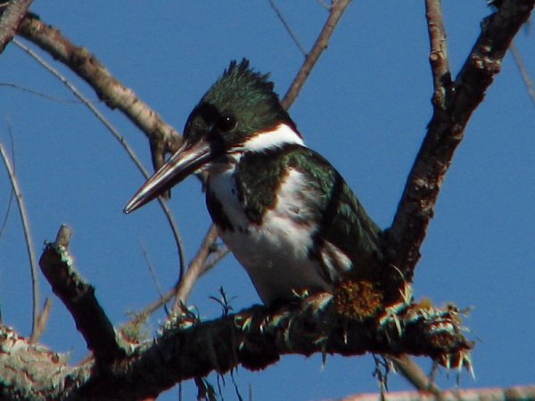 Photo (12): Amazon Kingfisher