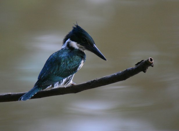 Photo (4): Amazon Kingfisher