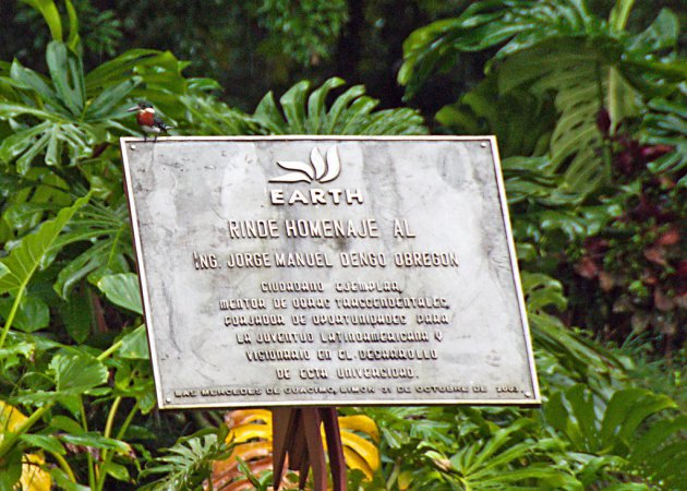 Photo (20): Green Kingfisher