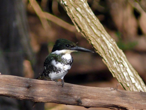 Photo (10): Green Kingfisher