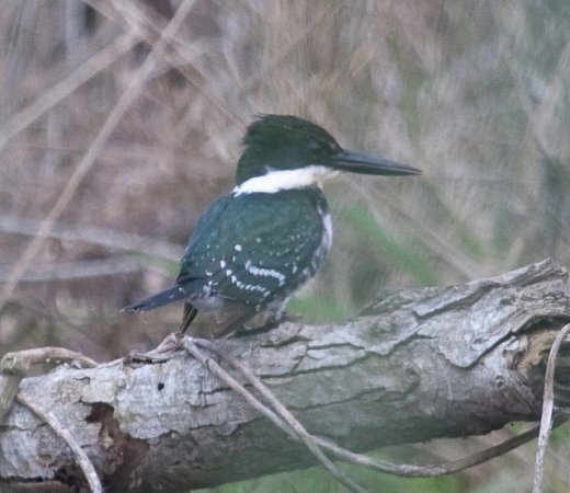 Photo (16): Green Kingfisher