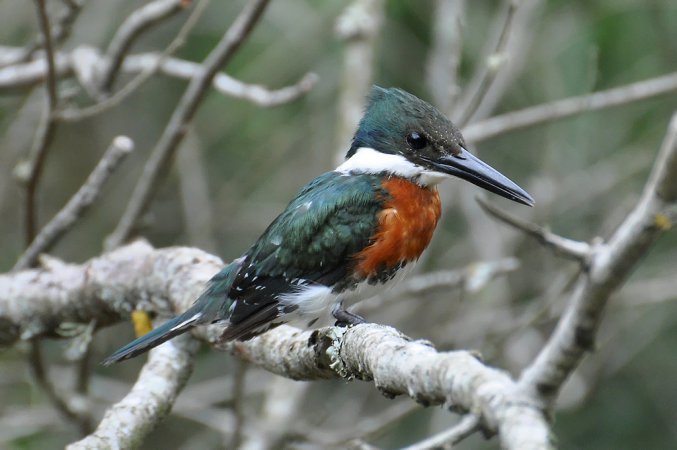 Photo (1): Green Kingfisher