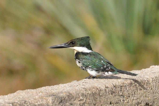 Photo (15): Green Kingfisher