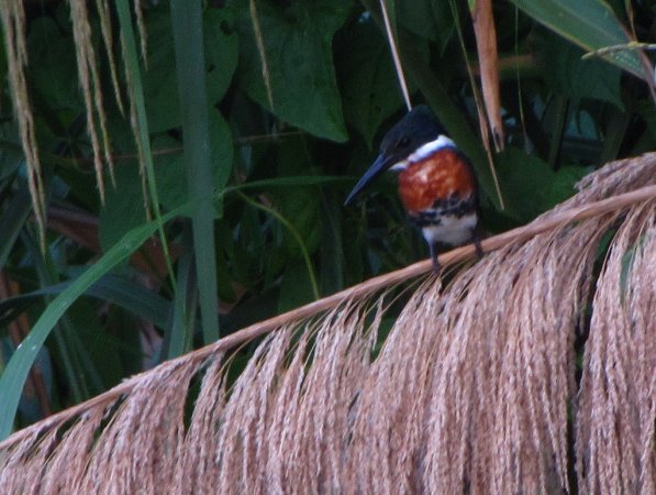 Photo (18): Green Kingfisher
