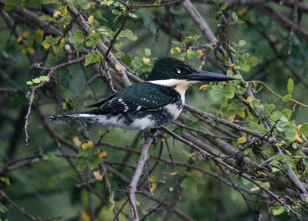 Photo (17): Green Kingfisher