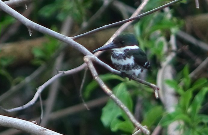 Photo (19): Green Kingfisher