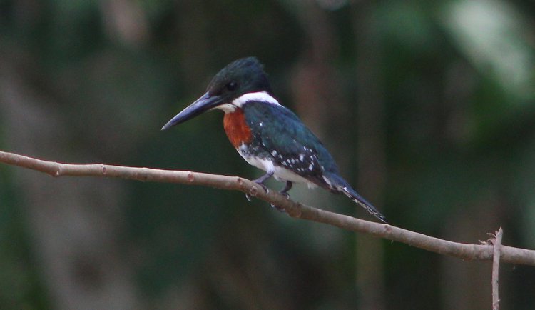 Photo (13): Green Kingfisher