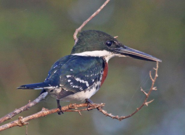 Photo (8): Green Kingfisher