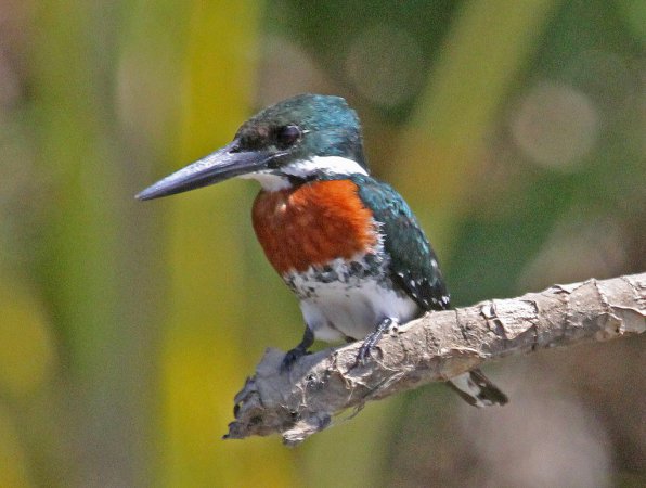 Photo (14): Green Kingfisher