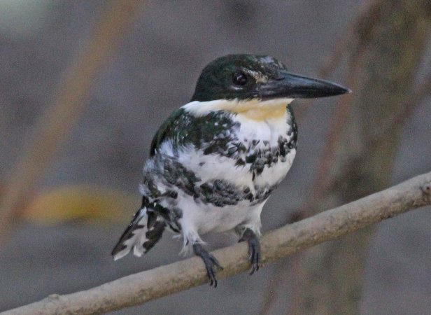 Photo (4): Green Kingfisher