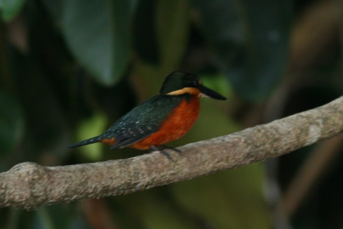 Photo (5): Green-and-rufous Kingfisher