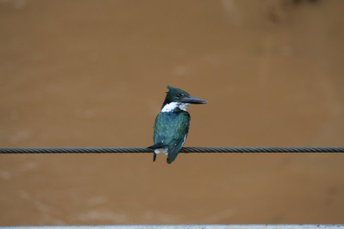 Photo (2): Green-and-rufous Kingfisher