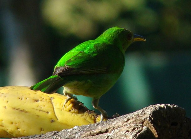 Photo (12): Green Honeycreeper